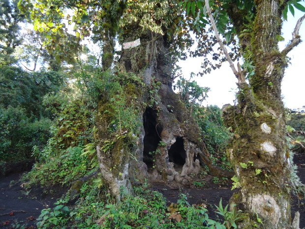 im6 - volcan de acatenango