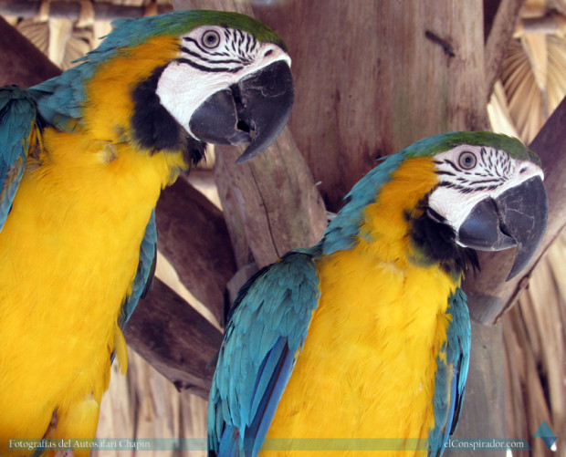 Guacamayo azulamarillo (Ara ararauna), los observas en la entrada.