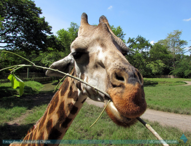 Jirafa (Giraffa camelopardalis), te subes a una tarima a la altura de sus cabezas y les puedes dar de comer.