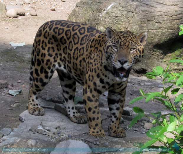 Jaguar (Panthera onca), se encuentra en el recorrido a pie junto a los pumas, es el animal más impresionante del autosafari.