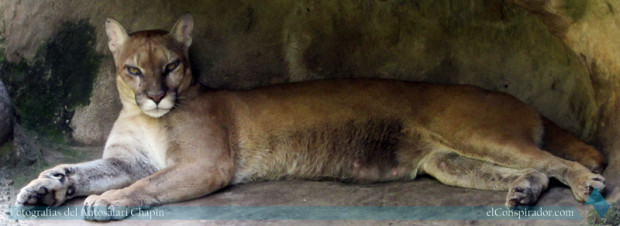 Puma (Puma concolor), están junto al jaguar.