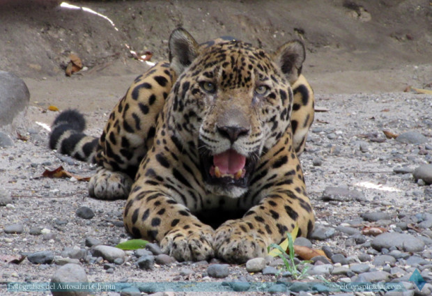 Jaguar (Panthera onca), animal impresionante.