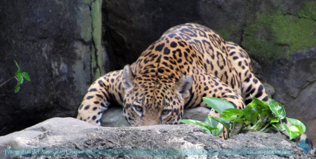 Jaguar (Panthera onca), animal impresionante.