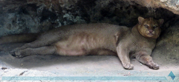 Esta imitando la misma posición que el puma, no recuerdo la especie de este felino.