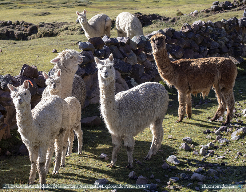 Alpacas observándonos como niños, con los dientes salidos.