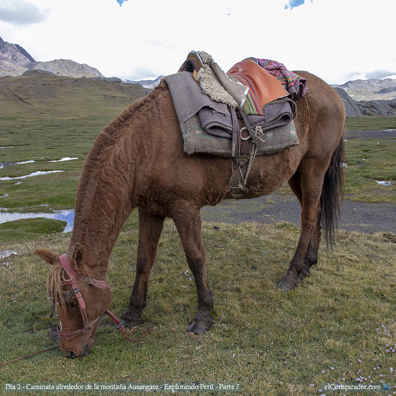 Caballo pastando. Ausangate, Cusco, Perú. 