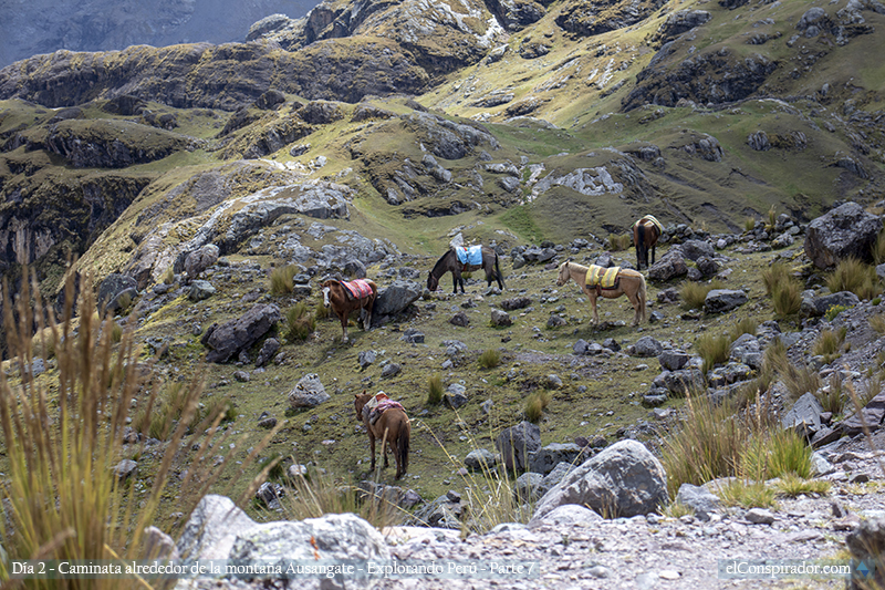 Caballos pastando, Laguna Pucacocha.